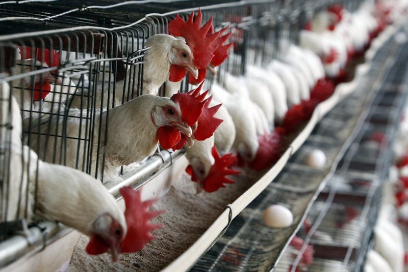 Se reúnen directivos de la Unión Nacional de Avícultores con productores Avícolas de la región Se reúnen directivos de la Unión Nacional de Avícultores con productores Avícolas de la región