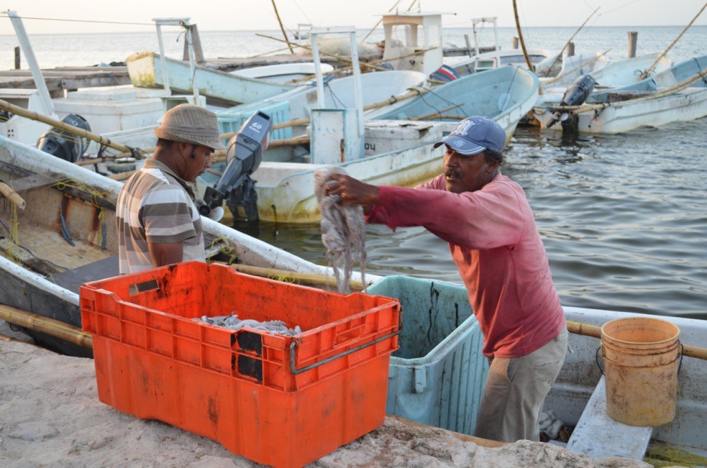 Aumenta casi 40 pesos el precio del pulpo Aumenta casi 40 pesos el precio del pulpo