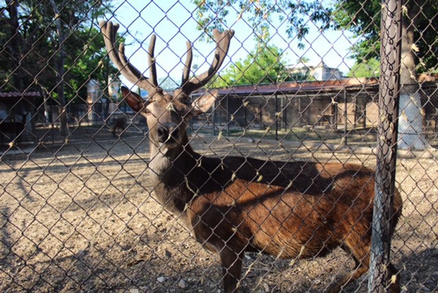 Cuidados especiales en zoológicos por el frío Cuidados especiales en zoológicos por el frío