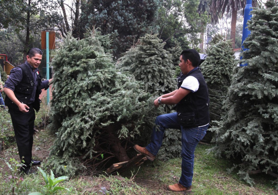 Más de 6 mil árboles navideños llegan a Yucatán Más de 6 mil árboles navideños llegan a Yucatán