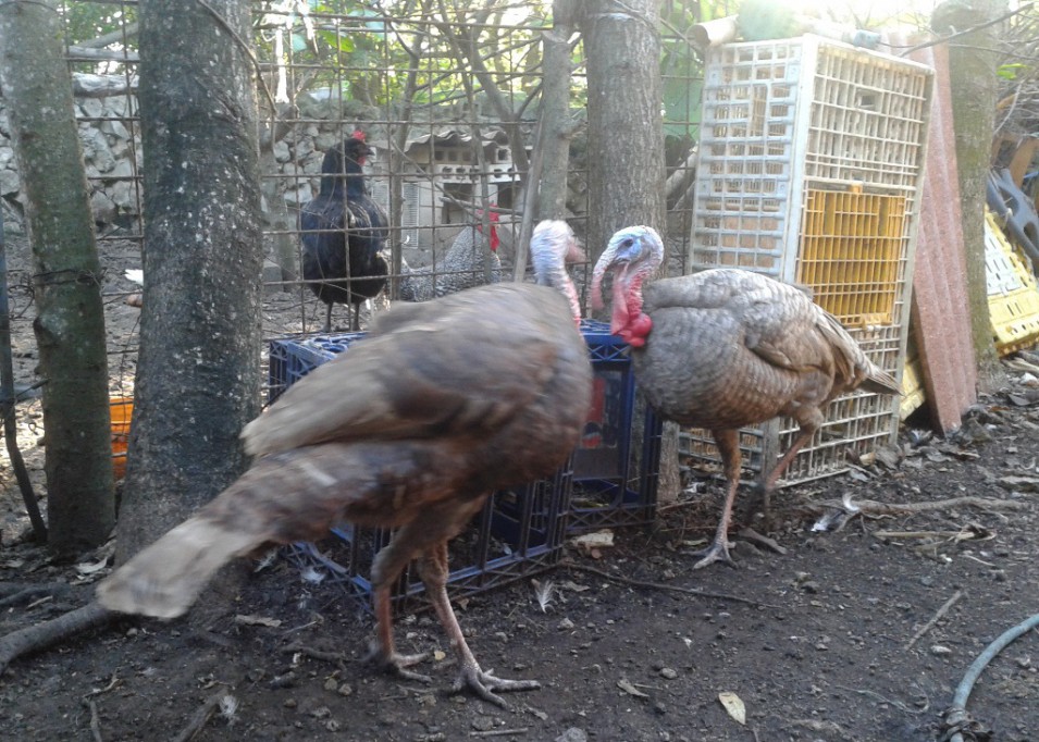 Aumenta venta de pavos en fechas decembrinas Aumenta venta de pavos en fechas decembrinas