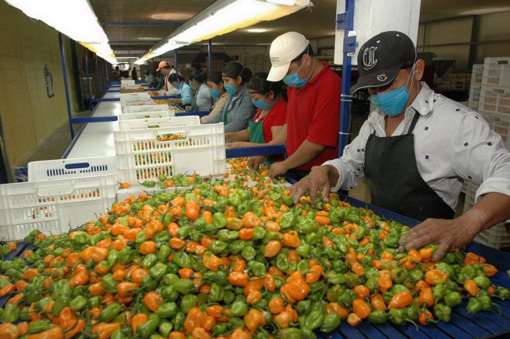 Impulsan cultivo de Chile Habanero en Dzilam González Impulsan cultivo de Chile Habanero en Dzilam González