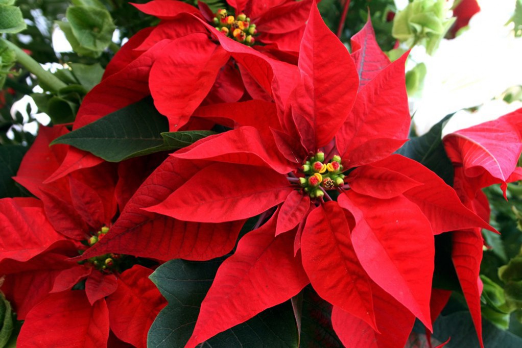 Producen flor de Nochebuena yucateca Producen flor de Nochebuena yucateca