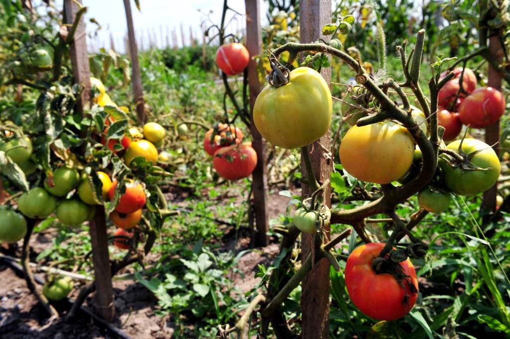 Si hay apoyos, pero llegan de forma tardía: horticultores Si hay apoyos, pero llegan de forma tardía: horticultores
