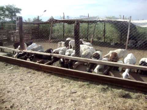 Notifican en Tizimín predios donde se crían animales Notifican en Tizimín predios donde se crían animales