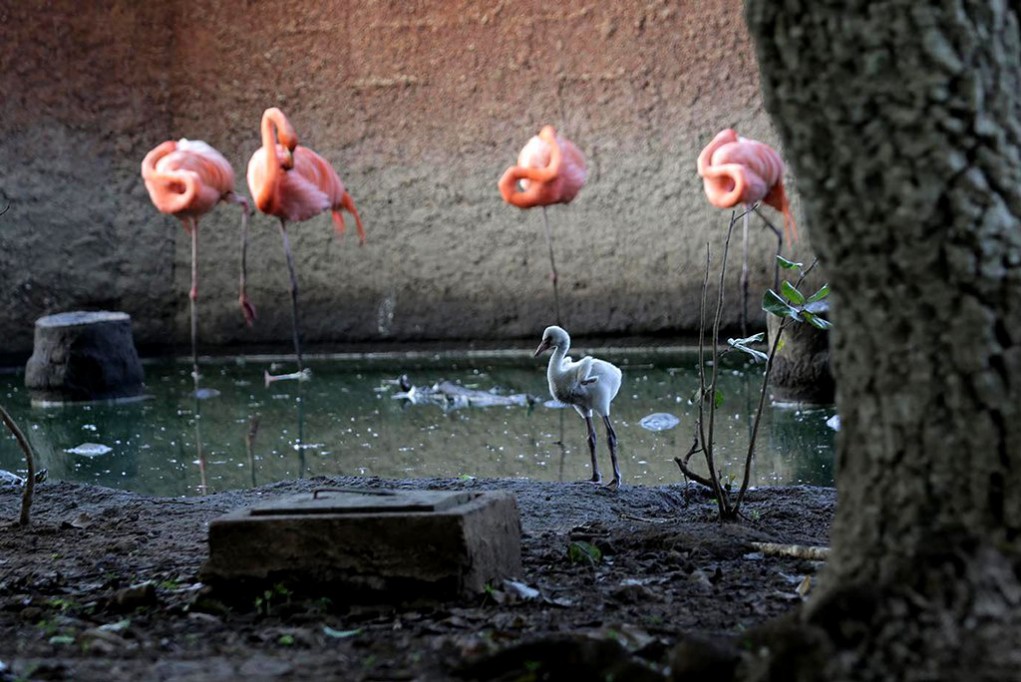 Zoológicos de Mérida cierran el año con 90 crías Zoológicos de Mérida cierran el año con 90 crías