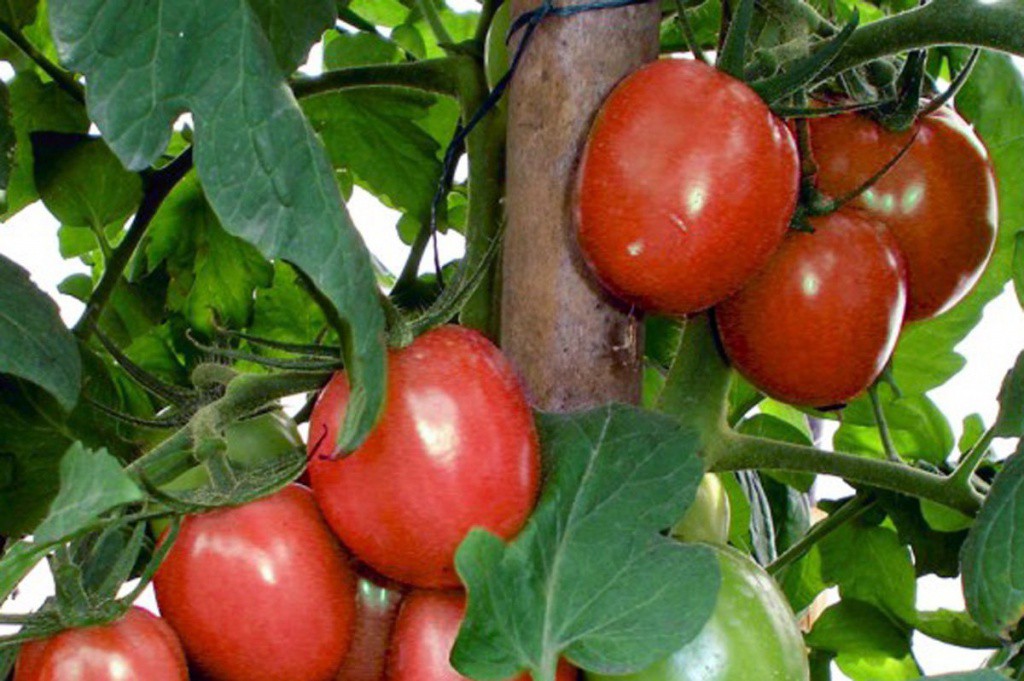 En 2016, el campo yucateco registró un crecimiento del 14% En 2016, el campo yucateco registró un crecimiento del 14%