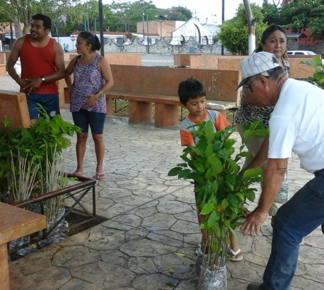 Sembrarán 10 mil árboles en Sucilá durante 2017 Sembrarán 10 mil árboles en Sucilá durante 2017