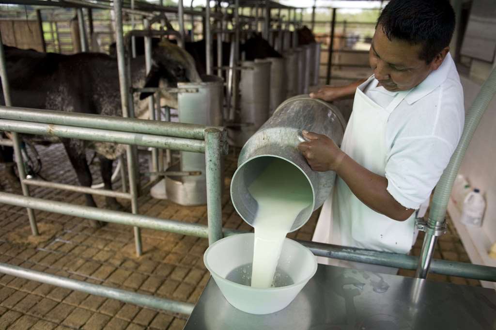 Aumenta 25% el costo de la leche Aumenta 25% el costo de la leche