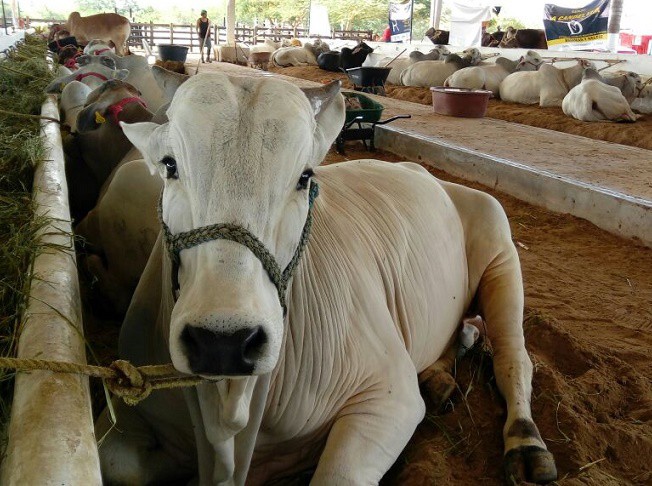 Éxito la expo feria de Tizimín en ventas de ganado Éxito la expo feria de Tizimín en ventas de ganado