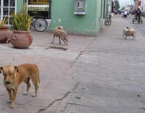 Esterilizarán a 700 mascotas en Valladolid Esterilizarán a 700 mascotas en Valladolid