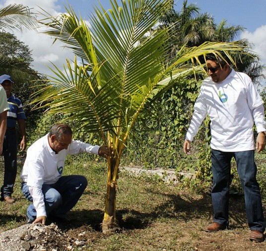Siembran plantas de coco en escuelas de Colonia Yucatán Siembran plantas de coco en escuelas de Colonia Yucatán
