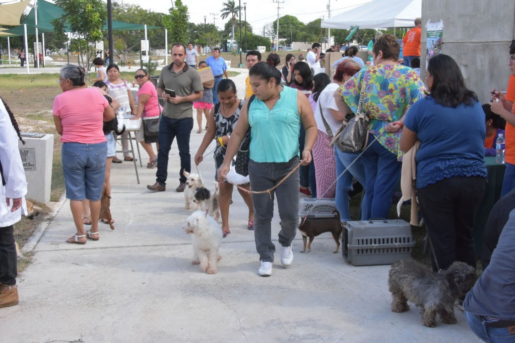 Comienza la 8ª campaña de esterilización de perros y gatos Comienza la 8ª campaña de esterilización de perros y gatos