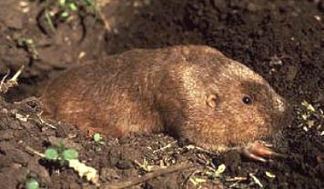 \\\\\\\\\\"Animales oráculos\\\\\\\\\\" para la meteorología local \\\\\\\\\\"Animales oráculos\\\\\\\\\\" para la meteorología local