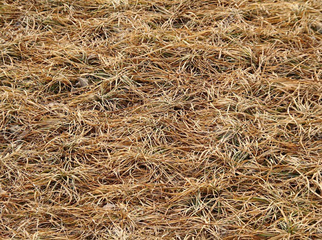 Productores sucileños requieren apoyo para sus potreros Productores sucileños requieren apoyo para sus potreros