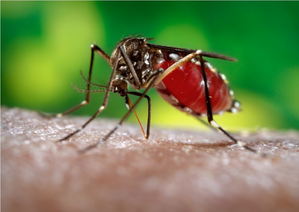 México, referente en combate al mosquito México, referente en combate al mosquito