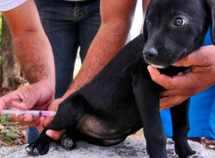 A fin de mes vacunarán a perros y gatos en Sucilá A fin de mes vacunarán a perros y gatos en Sucilá