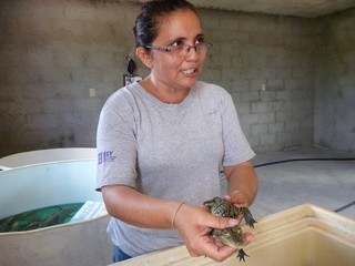 RIO LAGARTOS: Granja de cocodrilos, proyecto turístico y comercial ambicioso.\r\n\r\n RIO LAGARTOS: Granja de cocodrilos, proyecto turístico y comercial ambicioso.\r\n\r\n