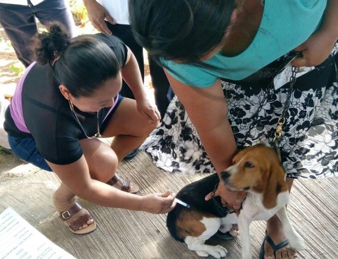 Vacunarán 1,200 perros y gatos en Tizimín y sus comisarías Vacunarán 1,200 perros y gatos en Tizimín y sus comisarías