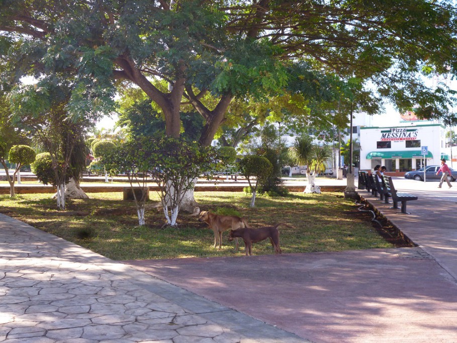 TIZIMIN: Albergue para perros necesita ayuda social.\r\n TIZIMIN: Albergue para perros necesita ayuda social.\r\n