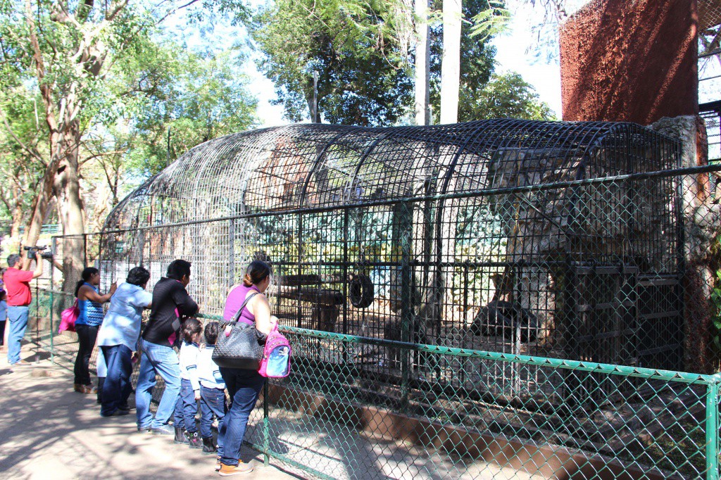 Esperan más de 100 mil visitantes en zoológicos de Mérida Esperan más de 100 mil visitantes en zoológicos de Mérida