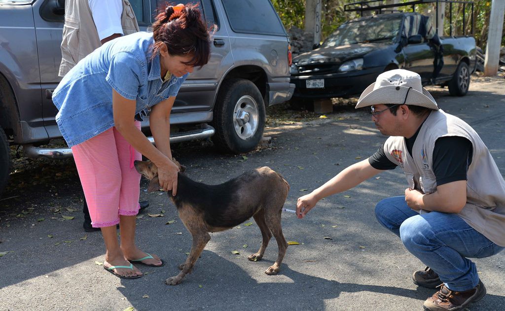 Notifica SSY caso de rabia canina en Progreso Notifica SSY caso de rabia canina en Progreso