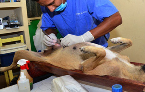 El jueves acaba campaña de esterilización en Sucilá El jueves acaba campaña de esterilización en Sucilá
