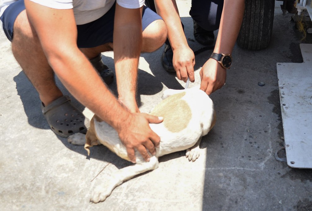 Exhorta a tomar medidas con animales callejeros Exhorta a tomar medidas con animales callejeros