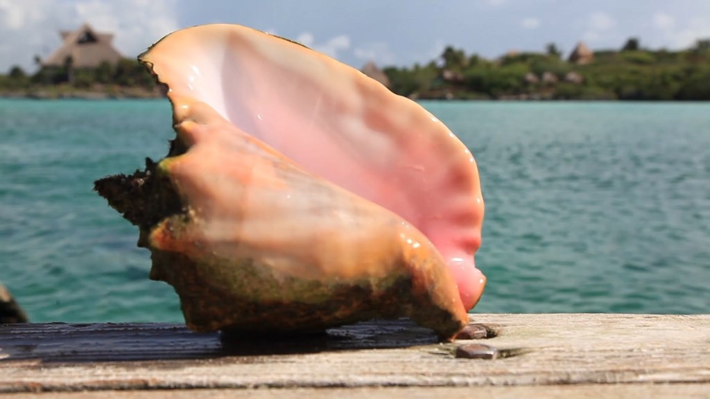 El caracol rosado, en veda desde hace 15 años El caracol rosado, en veda desde hace 15 años