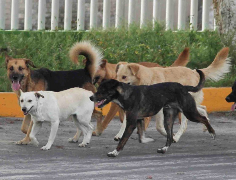 En Yucatán, perros producen 64 toneladas de heces al día En Yucatán, perros producen 64 toneladas de heces al día