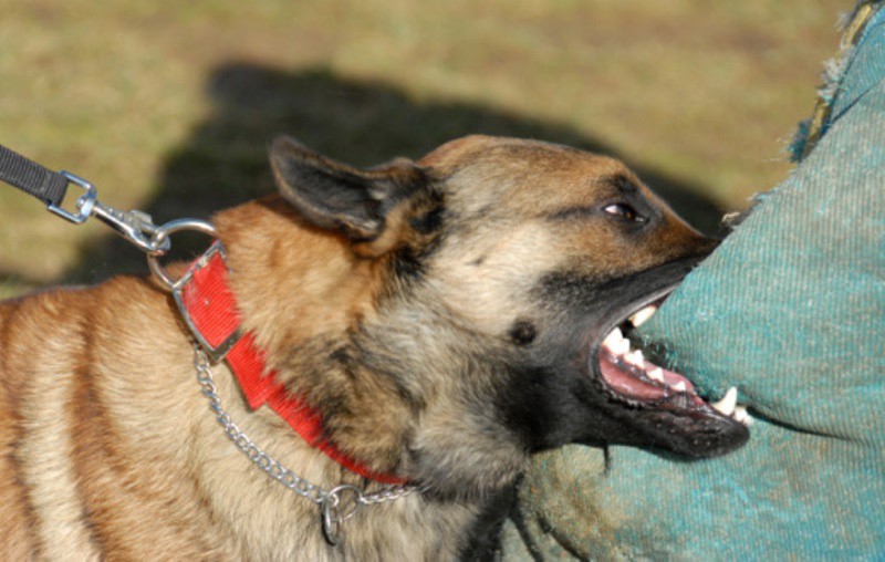 Al mes, se reportan 200 mordeduras de perro Al mes, se reportan 200 mordeduras de perro