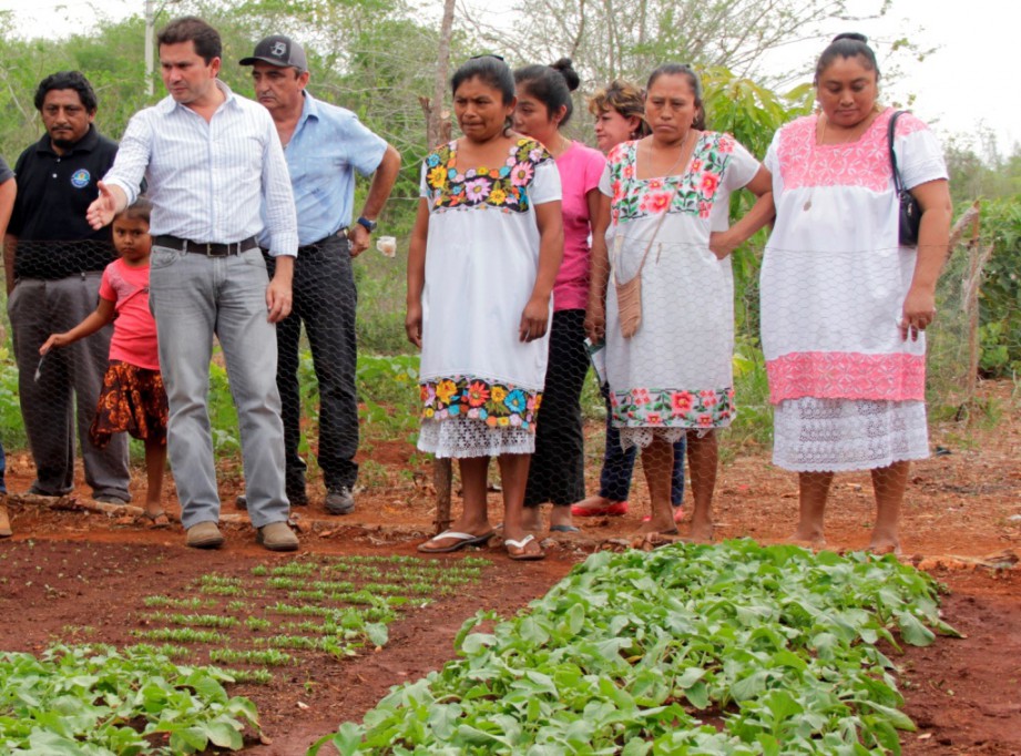 Garantizan alimentación con huertos de traspatio Garantizan alimentación con huertos de traspatio