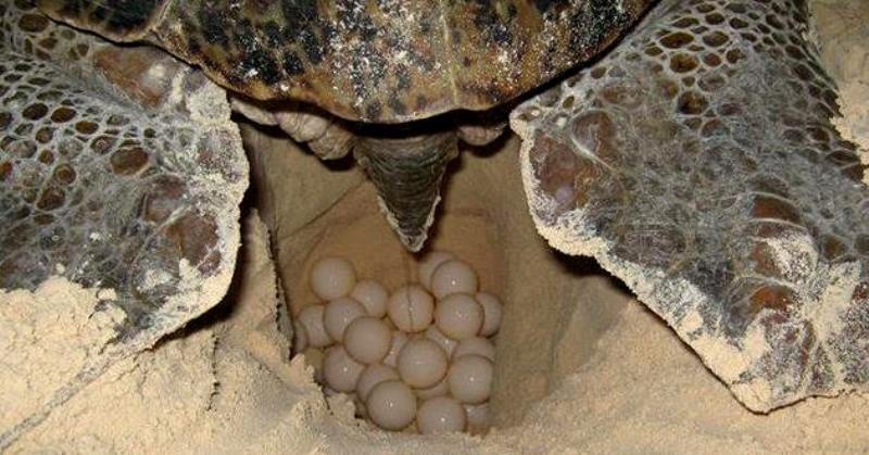 Comienza la temporada de anidación de tortugas Comienza la temporada de anidación de tortugas