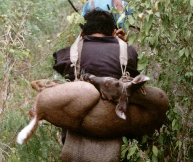 Exhortan a evitar cacería furtiva en Sucilá Exhortan a evitar cacería furtiva en Sucilá