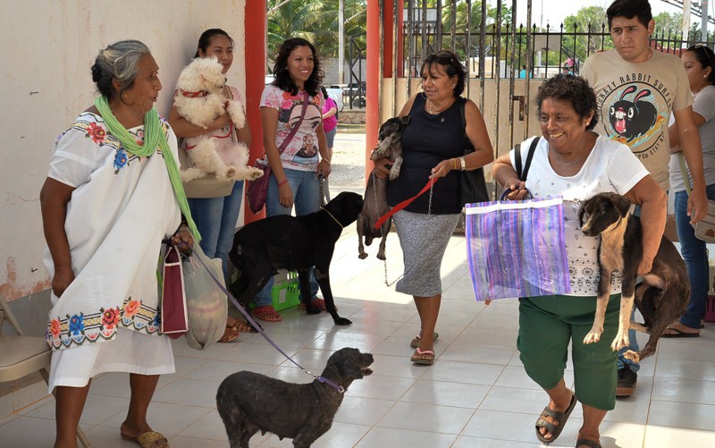 Esterilizan perros y gatos en Ticul Esterilizan perros y gatos en Ticul