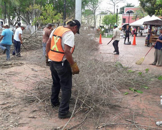 Talan otro árbol seco en parque principal de Valladolid Talan otro árbol seco en parque principal de Valladolid