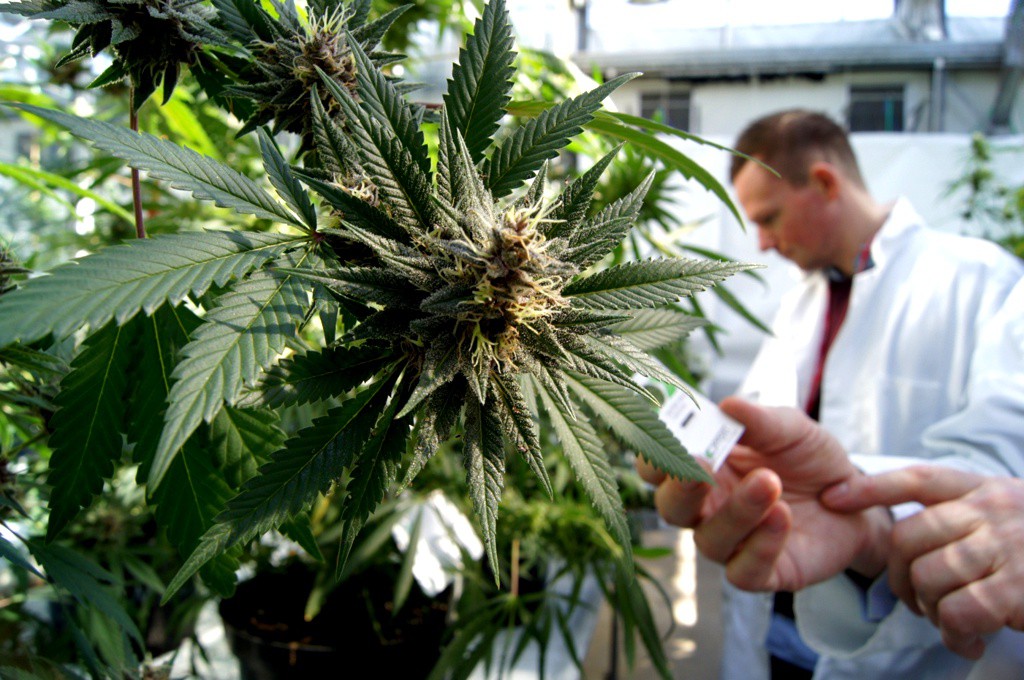 El uso de la marihuana bajo observación médica El uso de la marihuana bajo observación médica