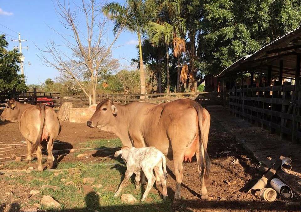 Denuncian supuesto abigeato en Kinchil Denuncian supuesto abigeato en Kinchil