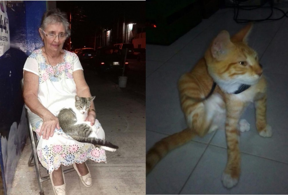 Alerta por "La Matagatitos" de Mérida Alerta por "La Matagatitos" de Mérida
