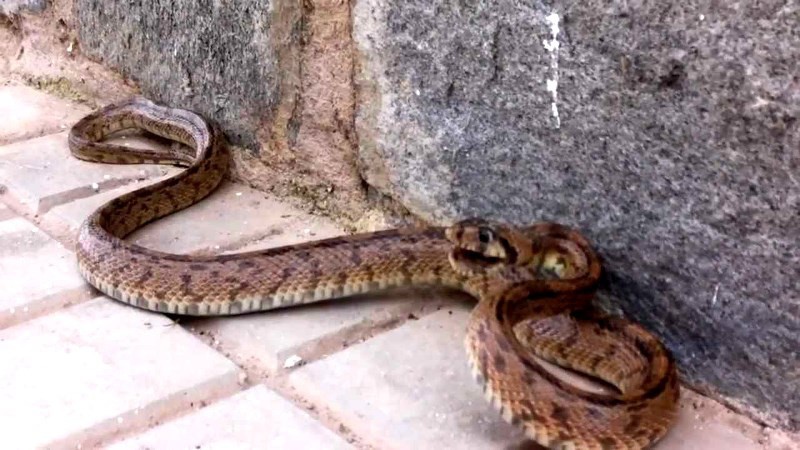En Yucatán, existen 5 tipos de serpientes venenosas En Yucatán, existen 5 tipos de serpientes venenosas