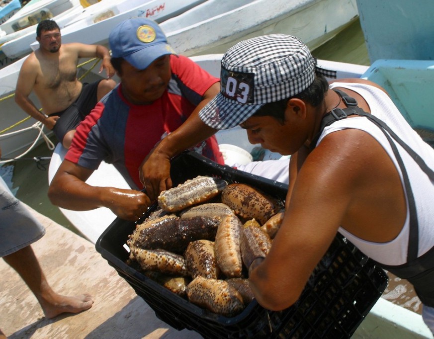 Nuevas disposiciones para captura de pepino de mar Nuevas disposiciones para captura de pepino de mar