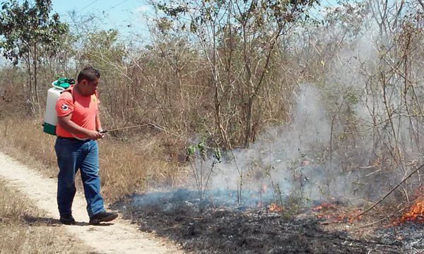 Más de 7 mil hectáreas siniestradas en Yucatán Más de 7 mil hectáreas siniestradas en Yucatán