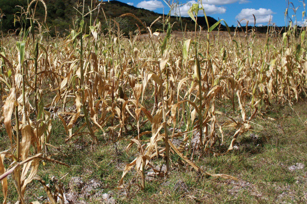 Yucatán sufre consecuencias por el Cambio Climático Yucatán sufre consecuencias por el Cambio Climático