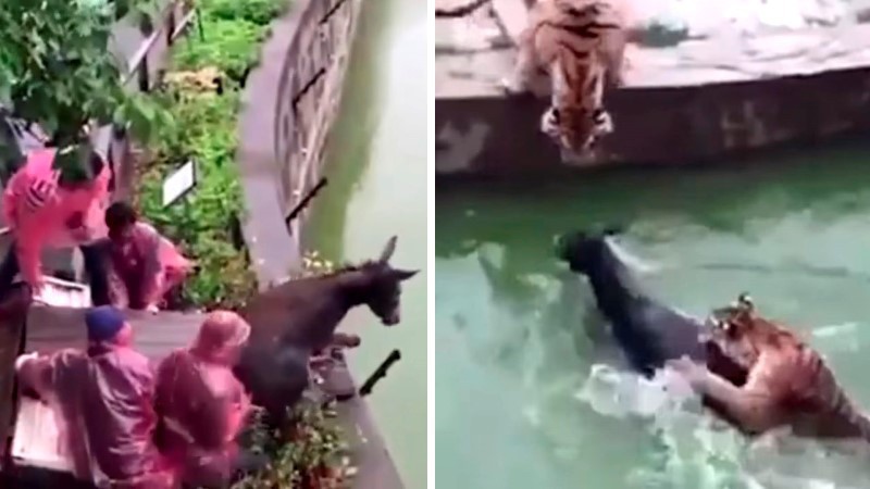Avientan un burro vivo al hábitat de los tigres Avientan un burro vivo al hábitat de los tigres