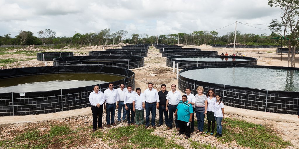 Se impulsa la producción acuícola
