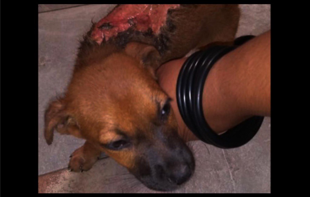 Piper, el perrito quemado con aceite Piper, el perrito quemado con aceite