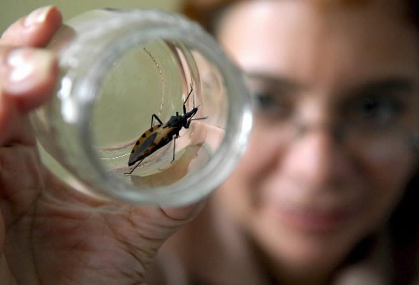 Aumentan los casos de Mal de Chagas en Yucatán Aumentan los casos de Mal de Chagas en Yucatán