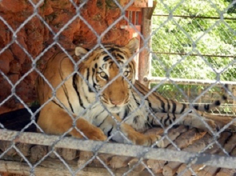 TIZIMIN: Buscan pareja para Xiipá, único ejemplar del tigre de bengala existente en el Zoológico. TIZIMIN: Buscan pareja para Xiipá, único ejemplar del tigre de bengala existente en el Zoológico.
