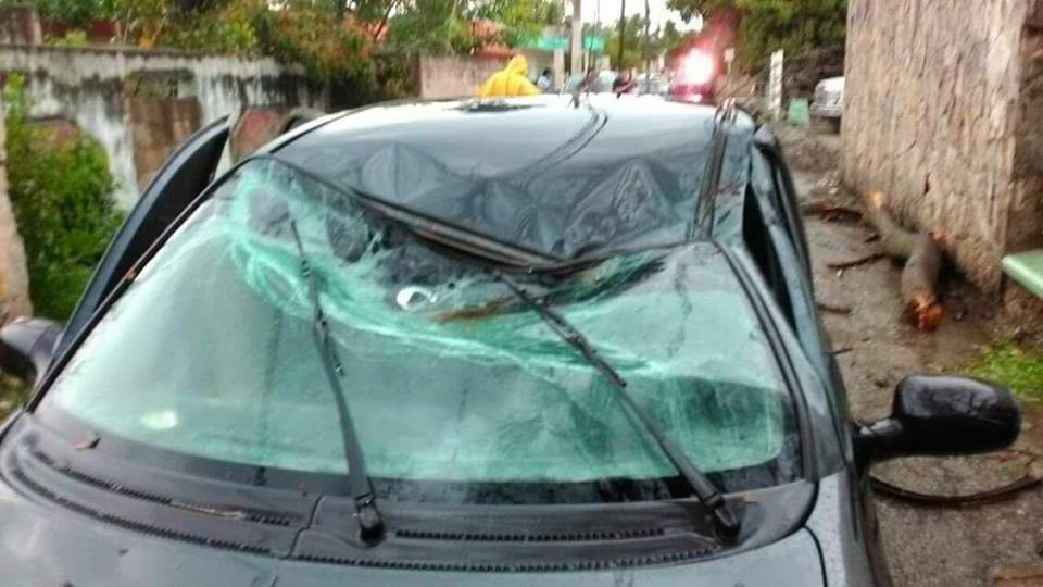 Árboles secos ponen en riesgo integridad de vallisoletanos Árboles secos ponen en riesgo integridad de vallisoletanos
