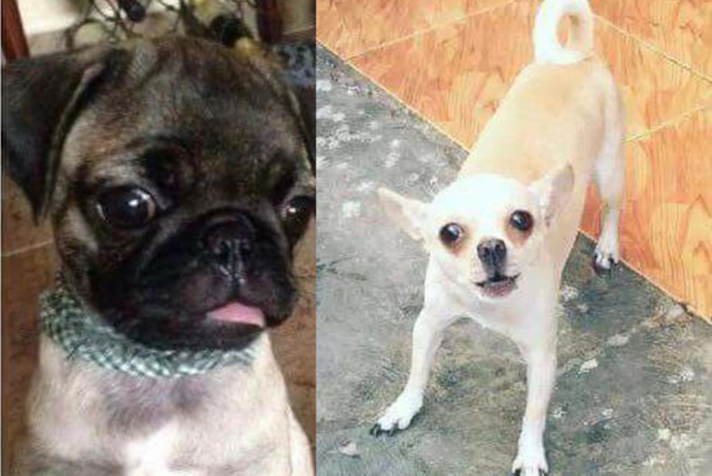 Buscan a "Bubba" y "Blanca" Buscan a "Bubba" y "Blanca"